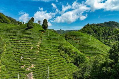 Hillside with matcha tea plantations