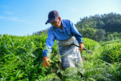 Matcha farmer harvesting matcha tea leaves in a tea field with a clear blue sky.